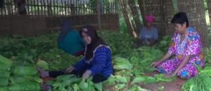 Termbakau Madura Riwatmu Kini